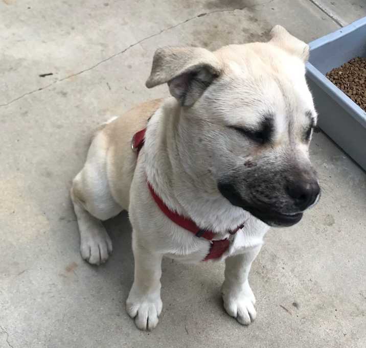 Photo of Obi
