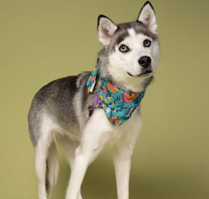 Photo of Marcella-ADOPTED