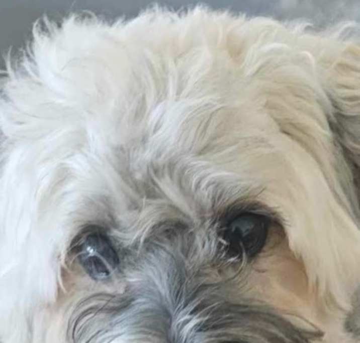 Photo of Rambo