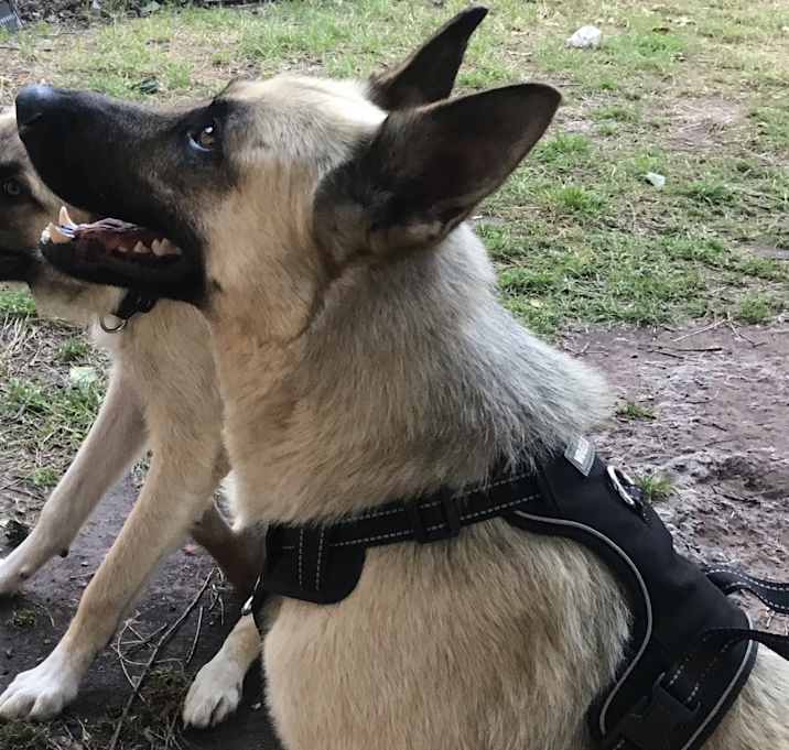 Photo of Koda