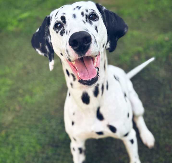 Photo of Harley