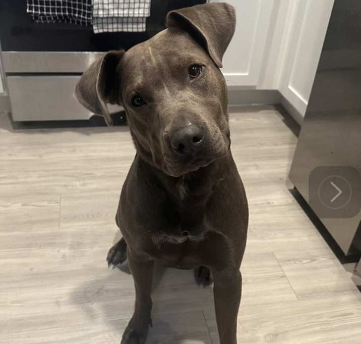 Photo of Buddy