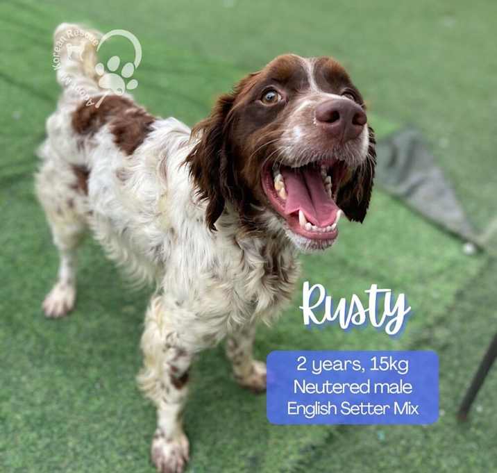 Photo of Rusty