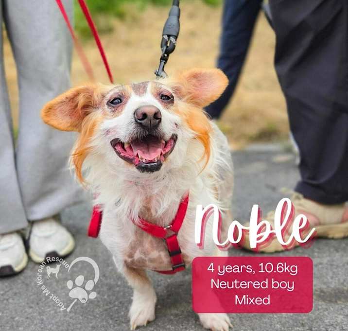 Photo of Noble