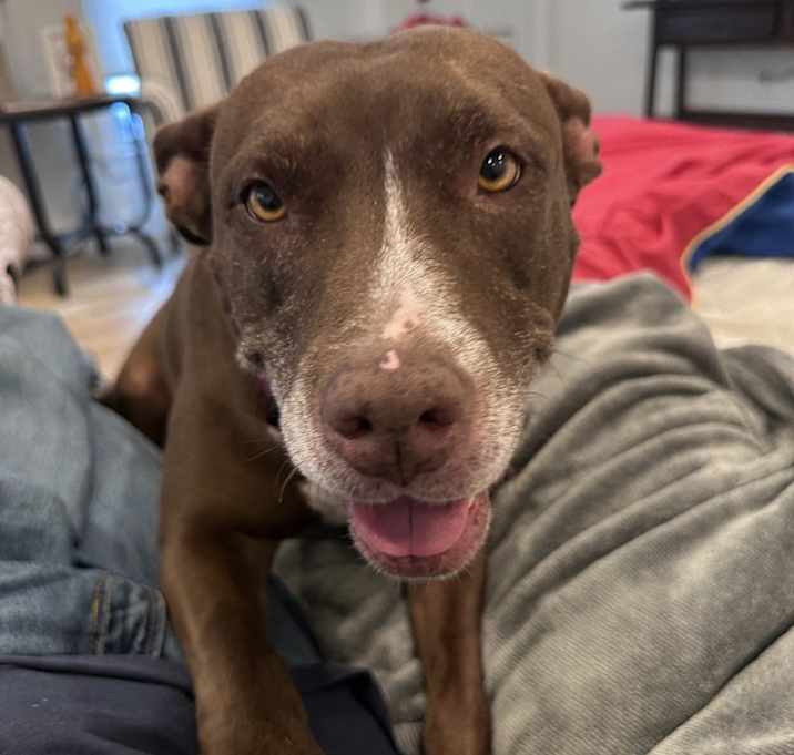 Photo of Sadie the Sweet