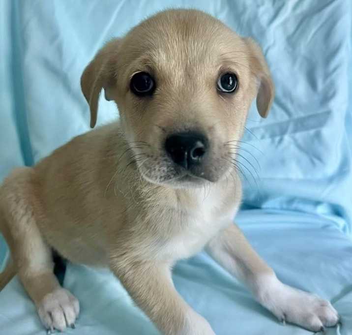 Photo of Olive (Tree Litter)