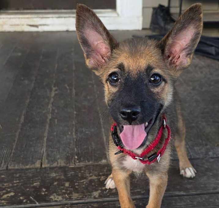 Photo of Bianca (B Puppies)