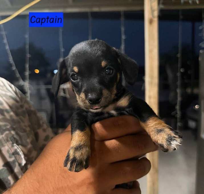 Photo of Captain (C Puppies)