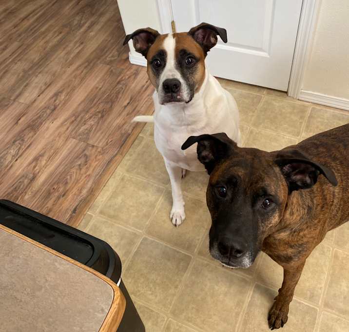 Photo of Nero and Mr. Bones
