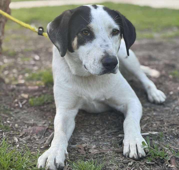 Photo of Kali