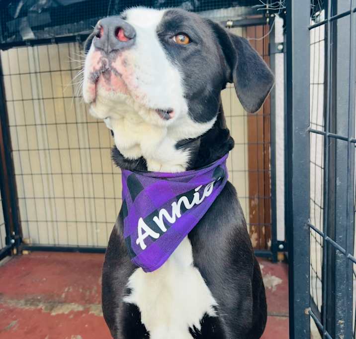 Photo of Annie