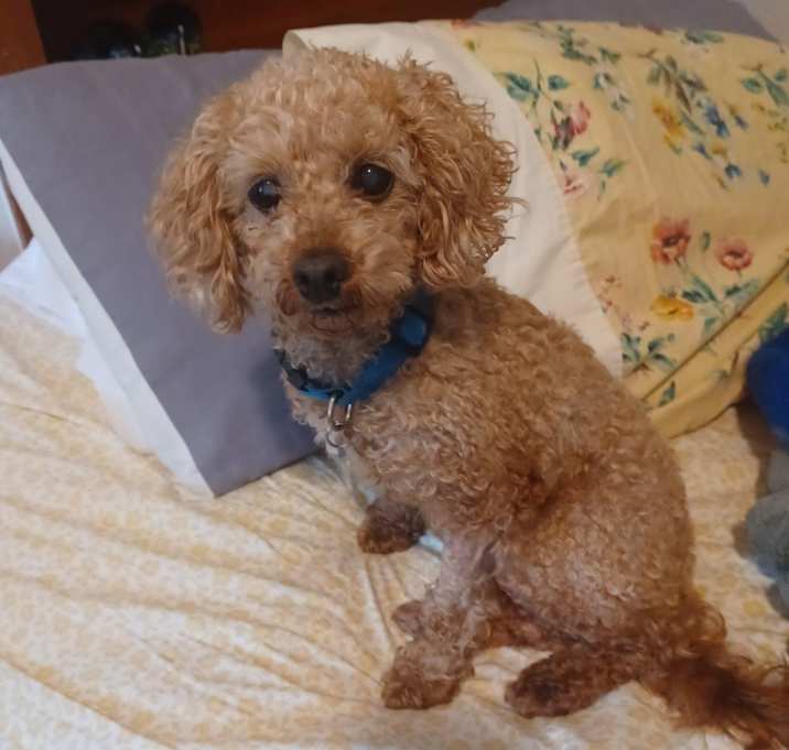Photo of Bella