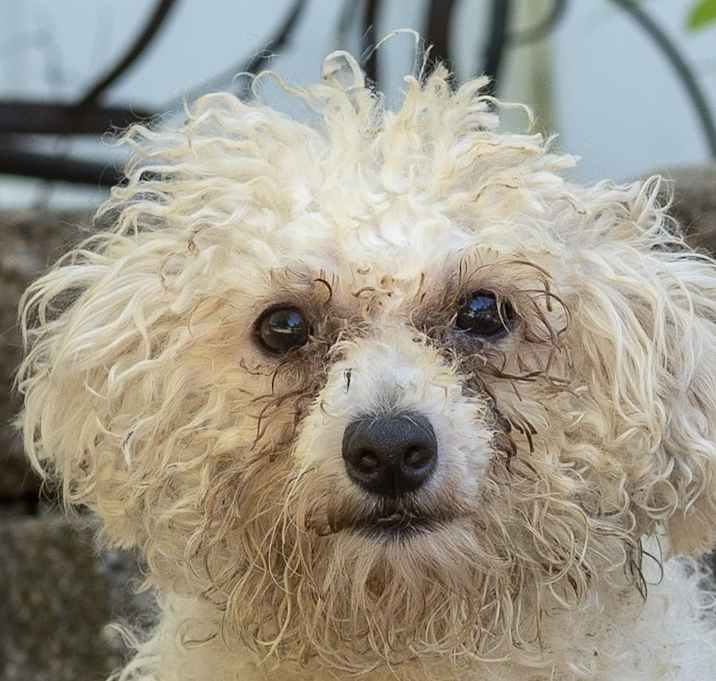 Photo of Poochon Chandler