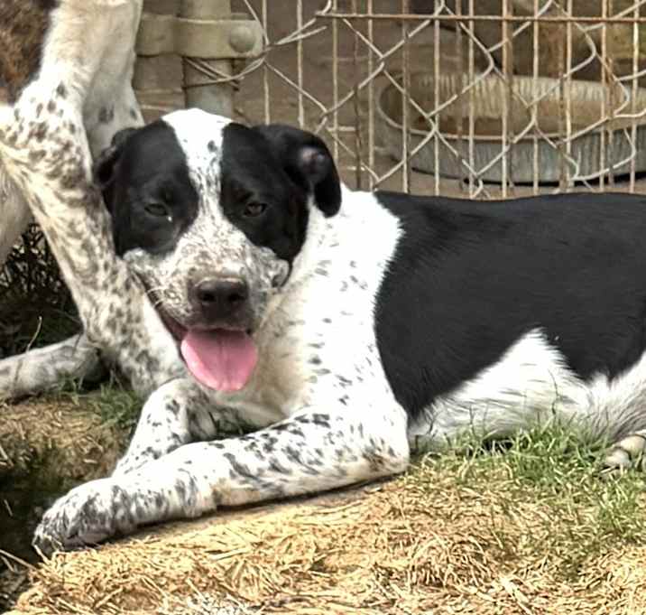 Photo of Mutt - $C litter
