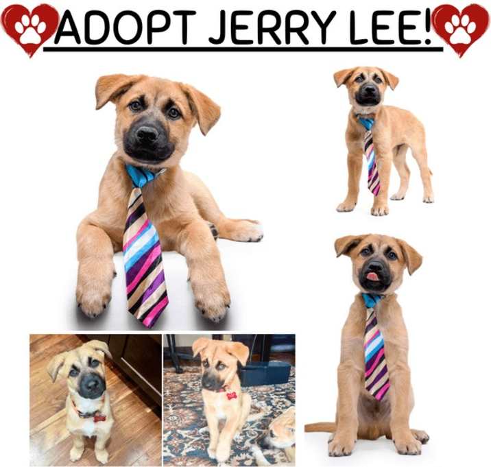 Photo of JERRY LEE