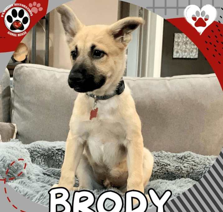 Photo of BRODY