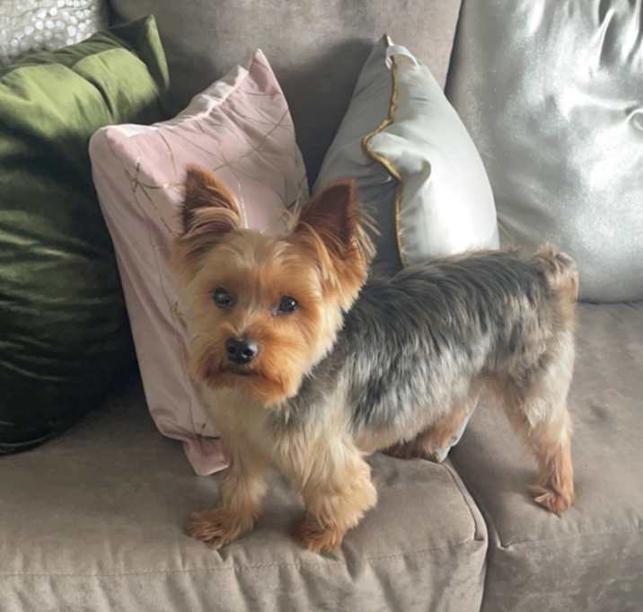 Photo of Riley