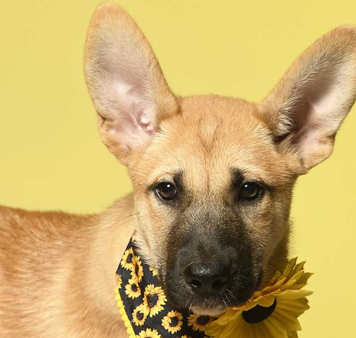 Photo of Nova - Adoption Pending