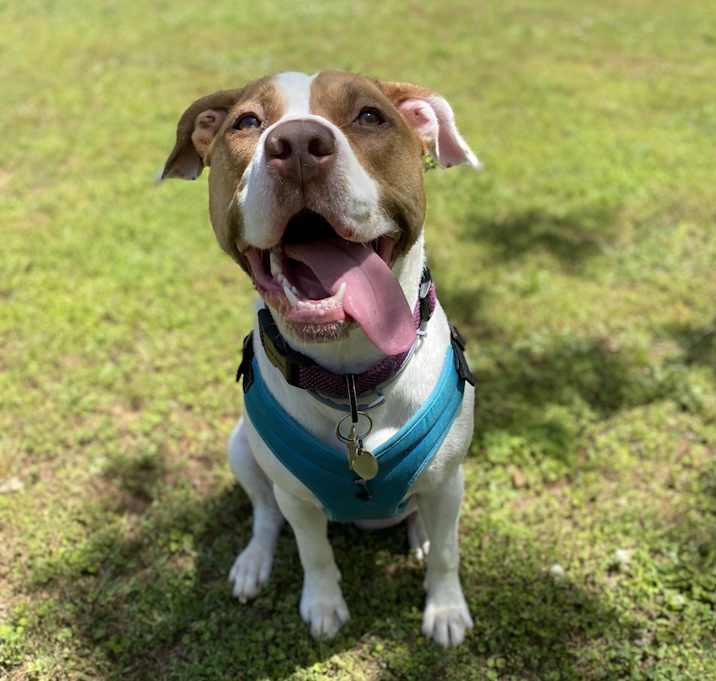 Photo of Remi