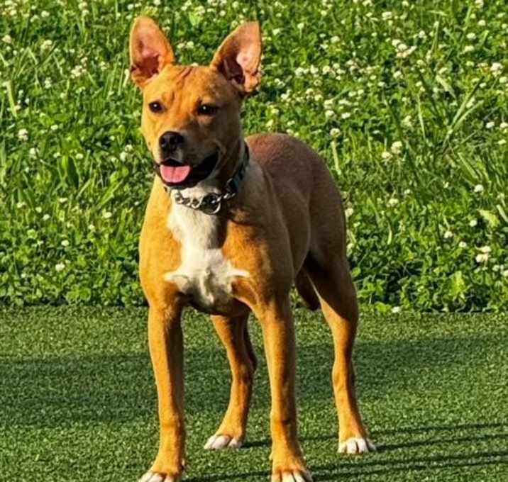 Photo of Daisy-SWEET!