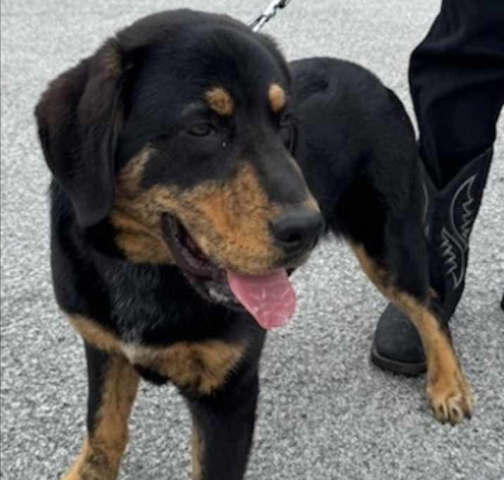 Photo of Rio URGENT HELP NEEDED!