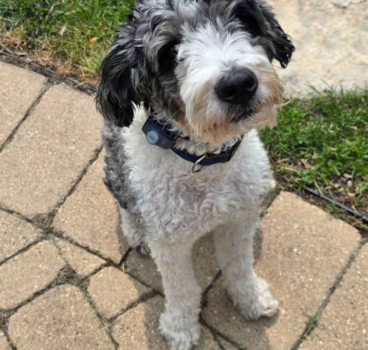 Photo of Frankie