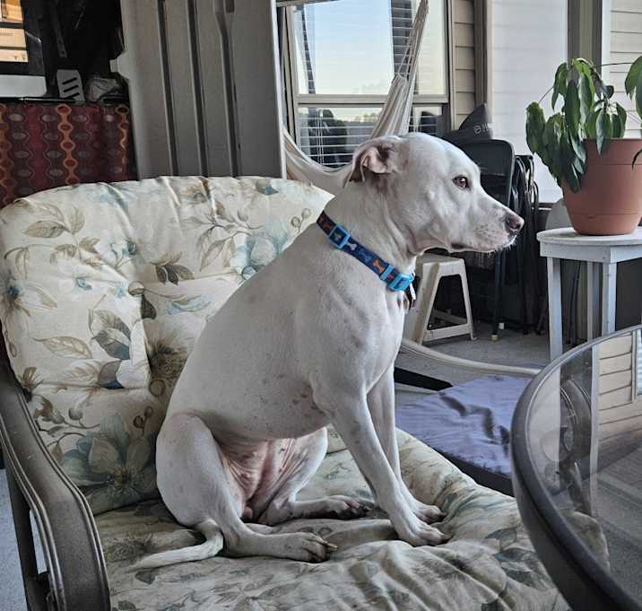 Photo of Coco