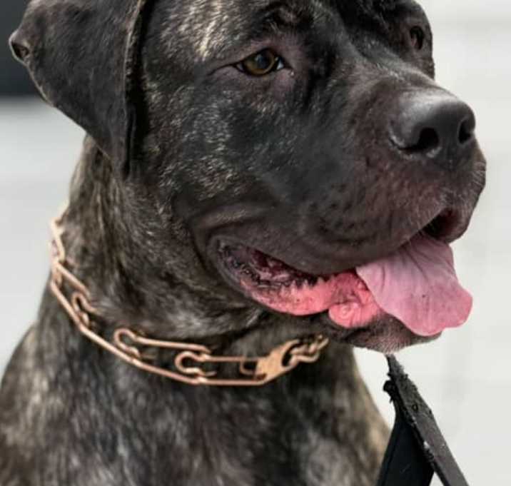 Photo of Chulo