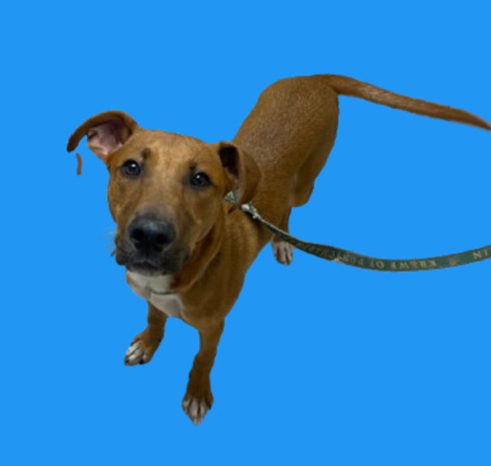 Photo of TUSC-Stray-80755