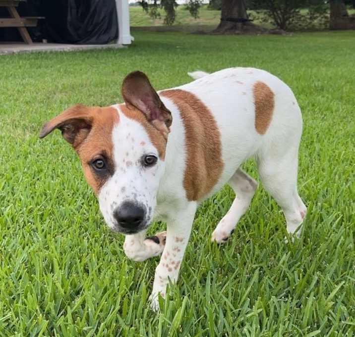 Photo of Birdie