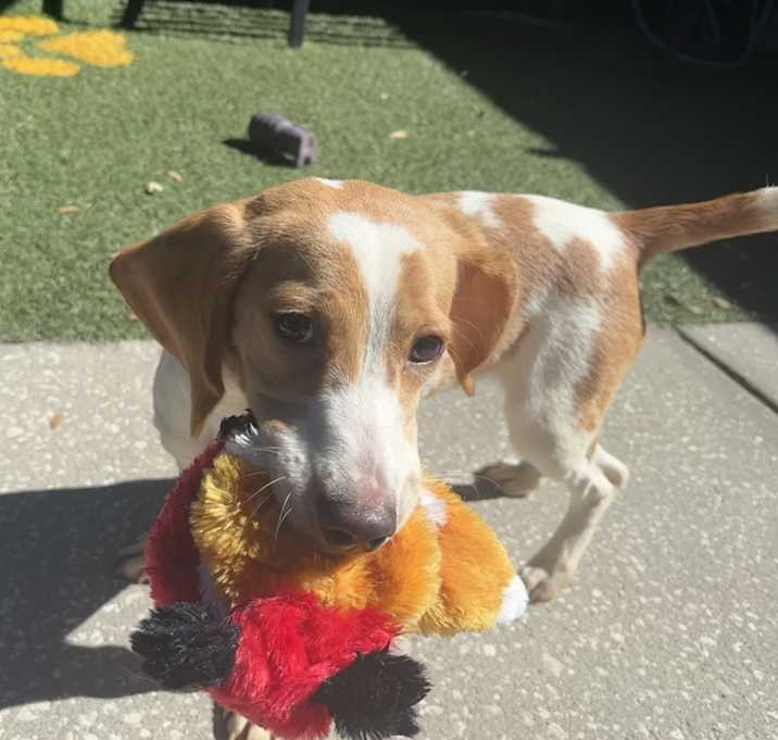 Photo of Dakota (Kota)