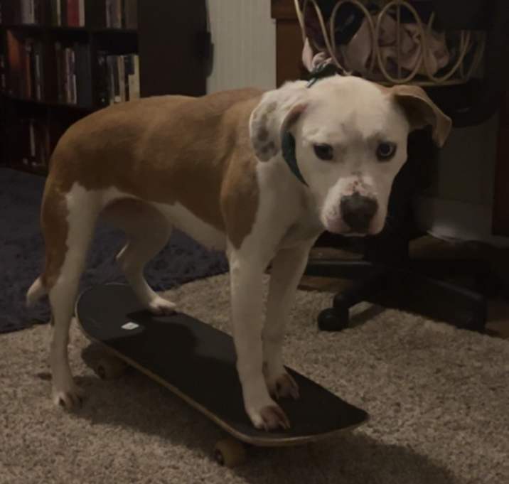 Photo of Mocha