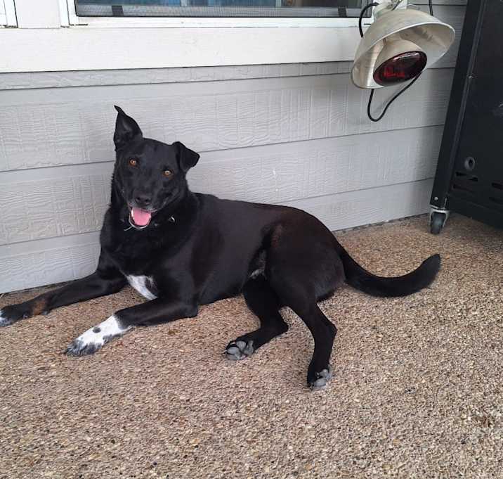 Photo of Pepper