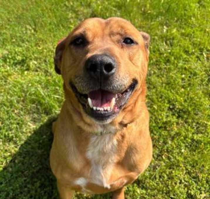 Photo of BRONCO