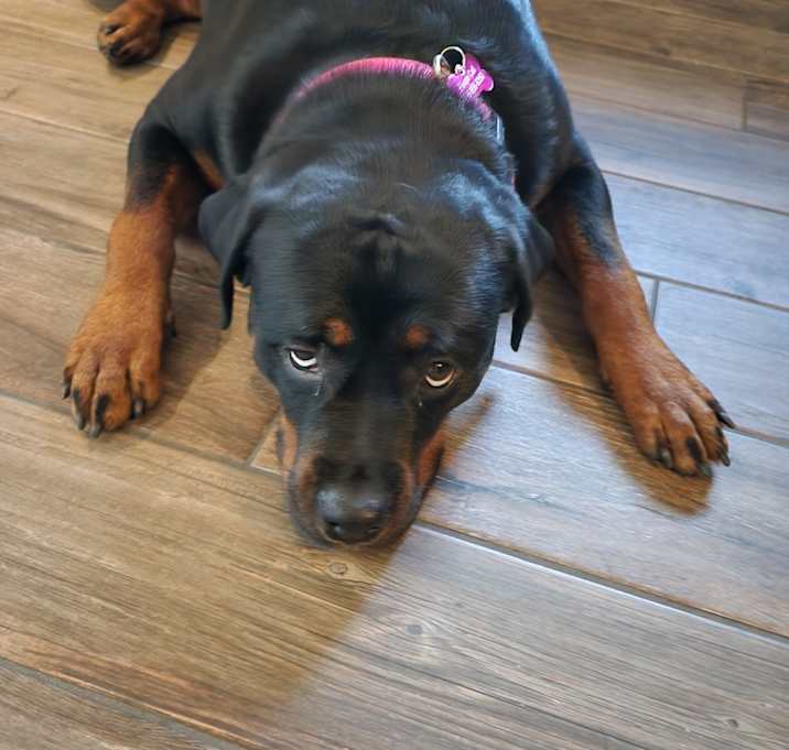 Photo of Remi