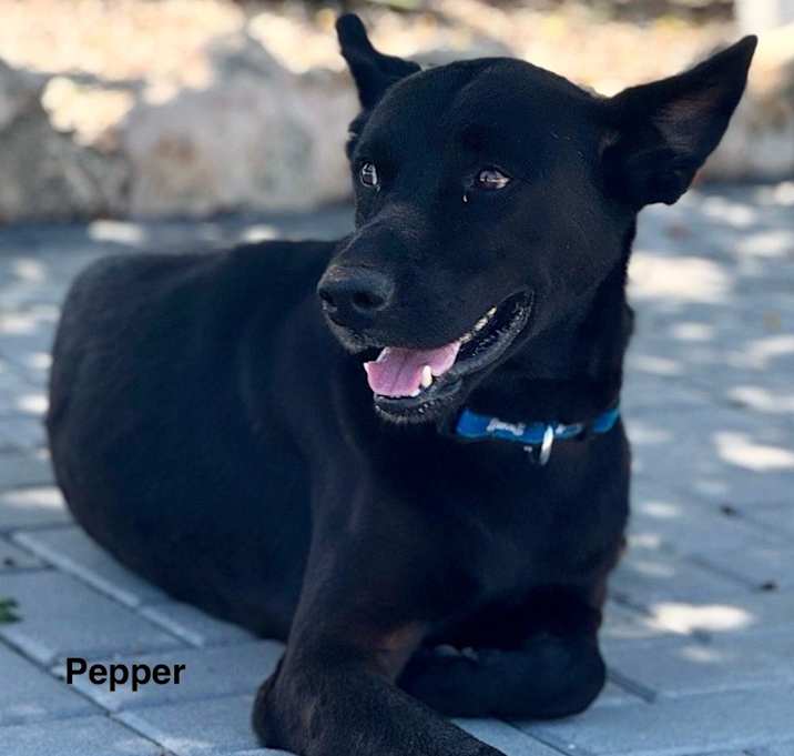 Photo of Pepper