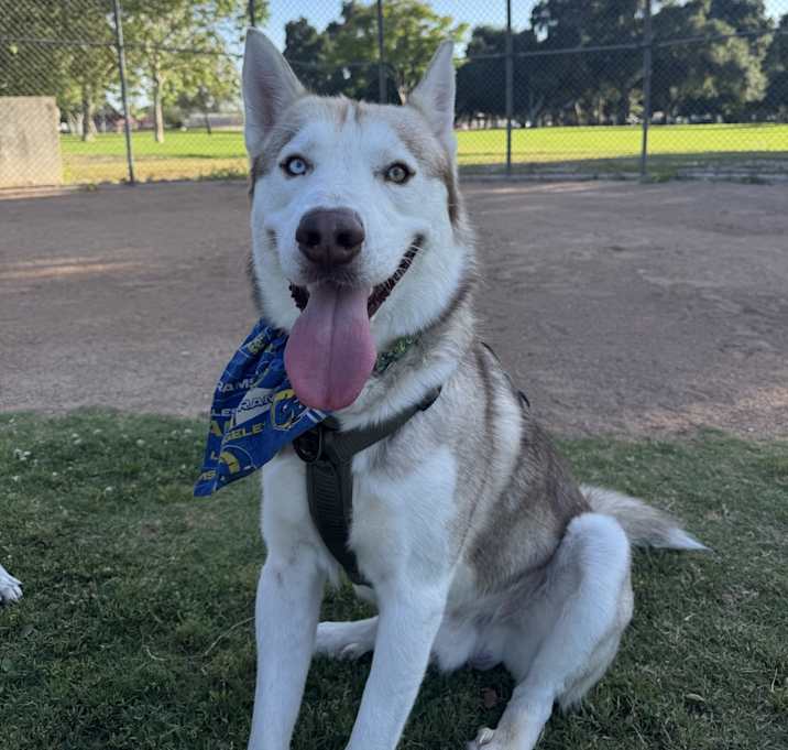 Photo of Loki