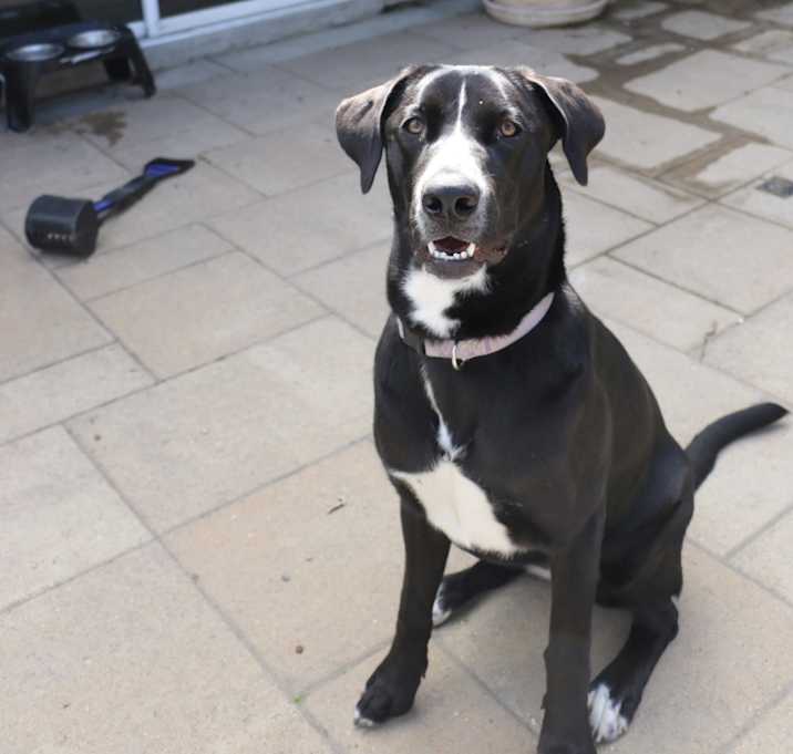 Photo of Opal