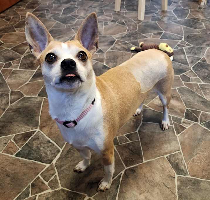 Photo of Dot