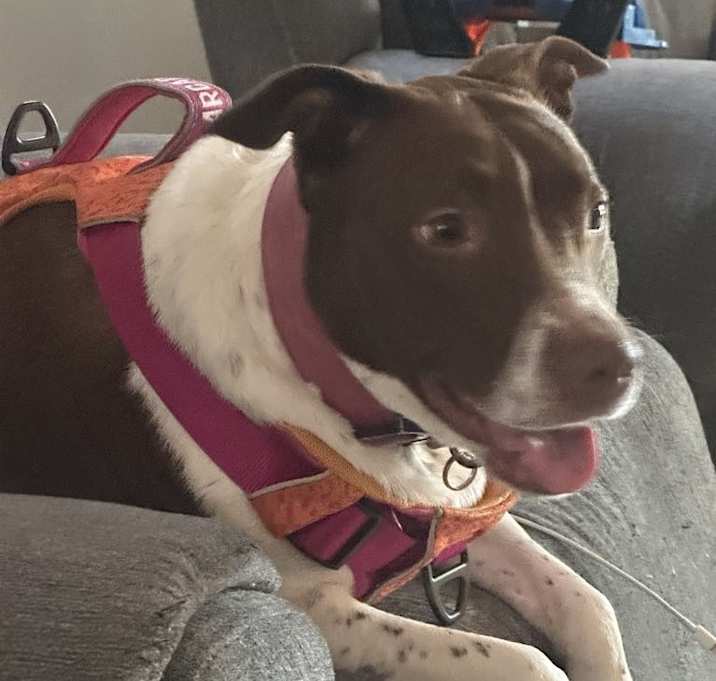 Photo of Scarlett