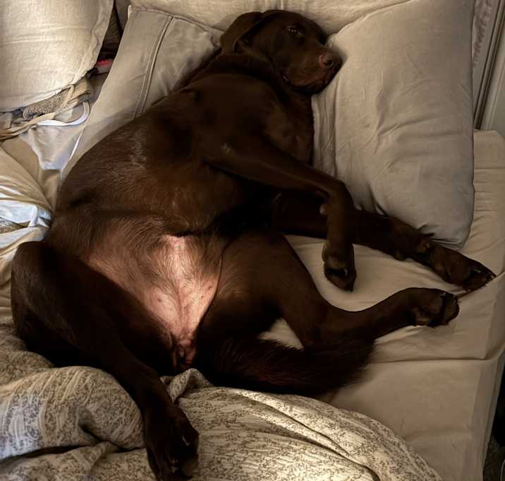 Photo of Hazel