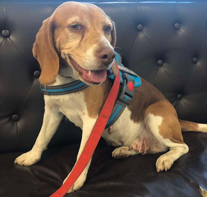 Photo of Darcy