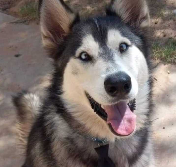 Photo of Bleu