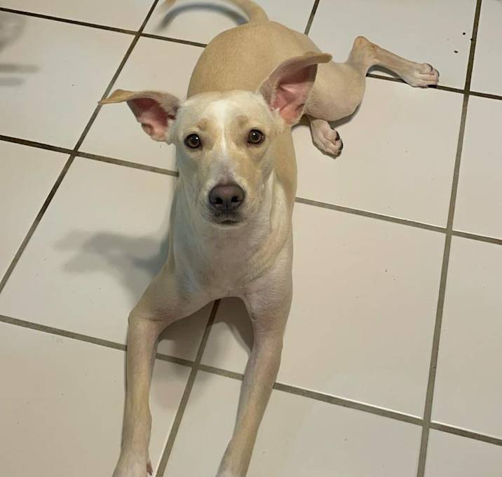 Photo of Marley