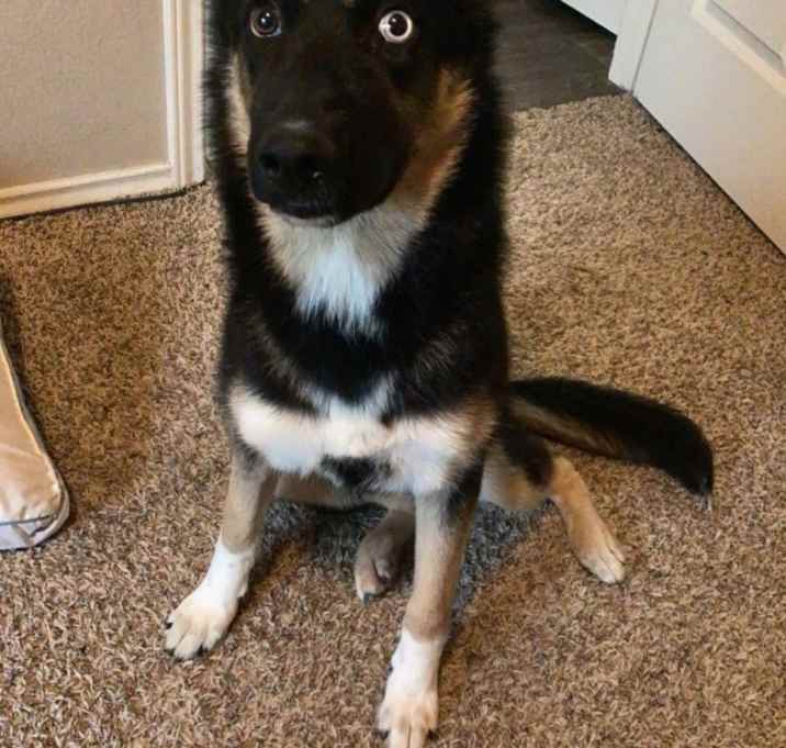 Photo of Koda