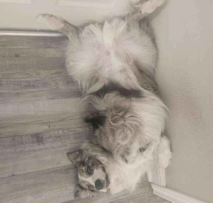 Photo of Ranger