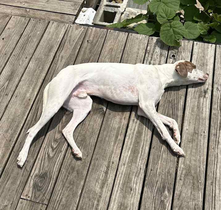 Photo of Cosmo