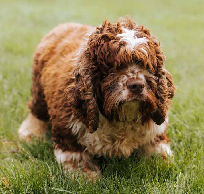 Photo of Hershey