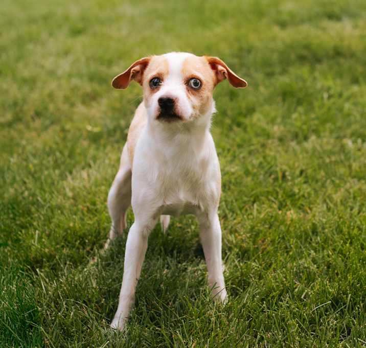 Photo of Louie 