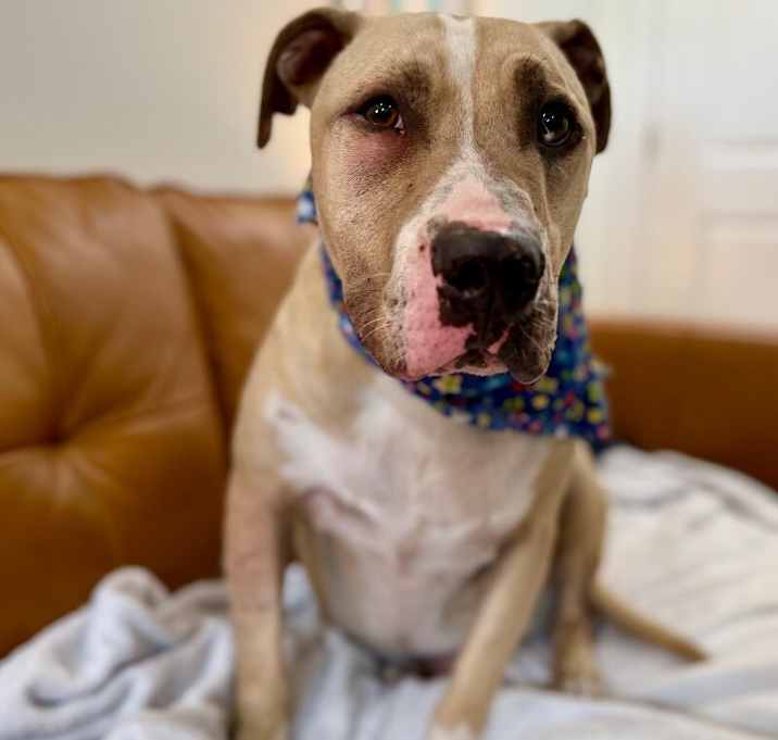 Photo of Toby is cool and ready for the pool